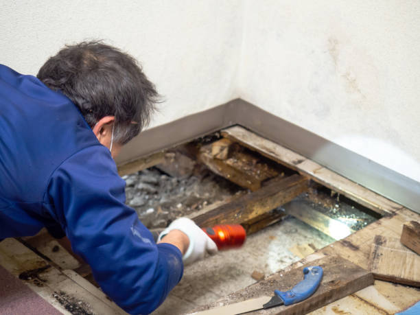 Best HVAC Mold Remediation in Cadillac, MI