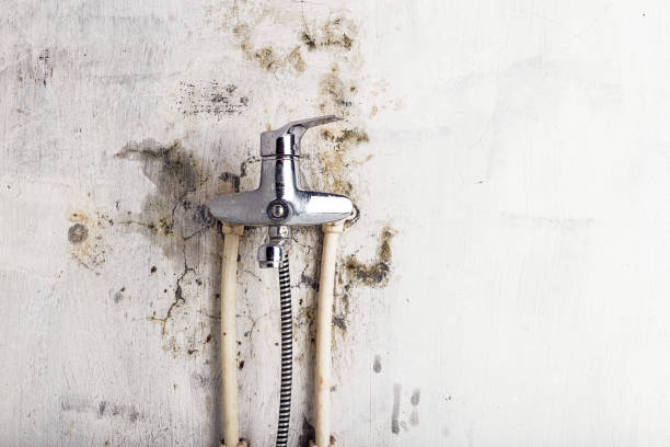 Best Basement Mold Remediation in Cadillac, MI