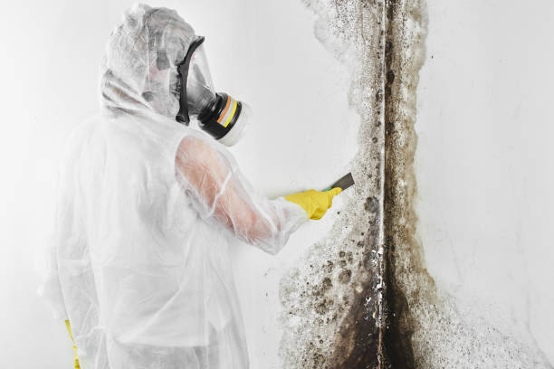 Best Mold Remediation for Specific Building Types in Cadillac, MI