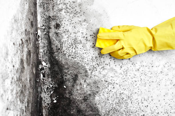 Best White Mold Remediation in Cadillac, MI