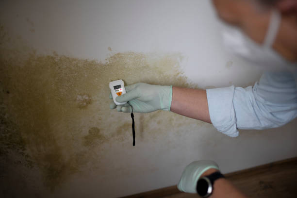 Best Post-Remediation Services in Cadillac, MI