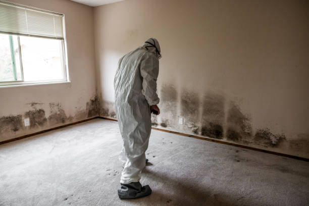 Best White Mold Remediation in Cadillac, MI