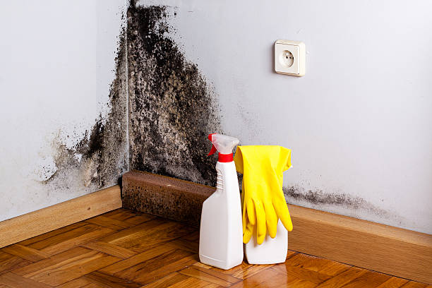 Best Residential Mold Remediation in Cadillac, MI